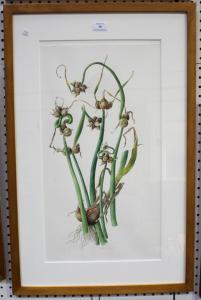 TCHEREPNINE Jessica 1938-2018,Botanical Study of an Allium,1997,Tooveys Auction GB 2018-04-18