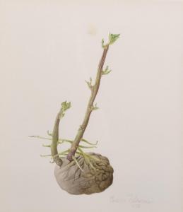 TCHEREPNINE Jessica 1938-2018,Study of a Plant Shoot,1993,John Nicholson GB 2018-11-28