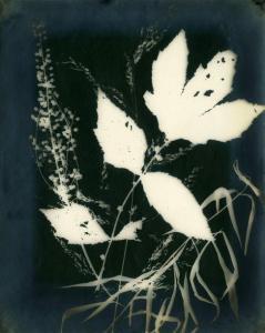 TCHIMOUKOW Lou 1800-1900,Photogramme de fleurs,Yann Le Mouel FR 2020-06-30