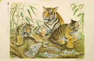 TENNEY Eric,Tiger and Cubs Panthera Tigris,1972,Rosebery's GB 2016-02-06
