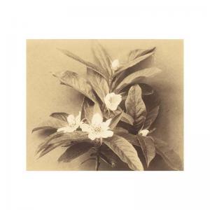TEPE Richard 1870-1940,flower still life,1900,Sotheby's GB 2006-03-21