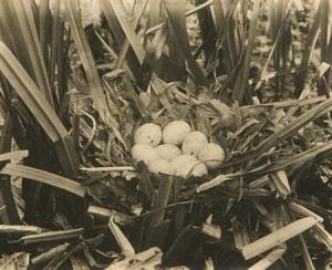 TEPE Richard 1870-1940,Group of 10 images of bird nests and eggs.,William Doyle US 2008-11-03