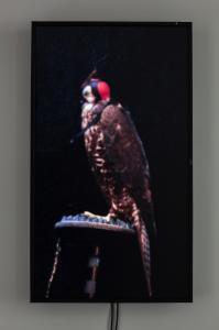 THATER Diana 1962,Male Gyr-Peregrine Falcon (Grim),2012,Sotheby's GB 2022-08-06