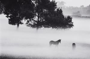 THOMANN Peter 1940,Early Fog over Lexington, Kentucky (Kentucky Horse Park,Lempertz DE 2023-12-01
