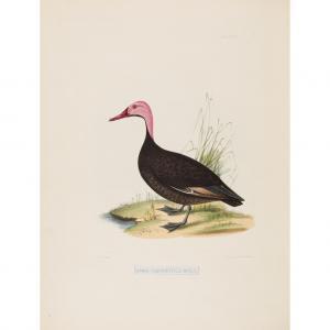 THOMAS Jerdon,Indian Ornithology,1847,Lyon & Turnbull GB 2017-01-11