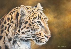 THOMPSON Kim 1963,Beauty - Leopard portrait,Capes Dunn GB 2019-07-09