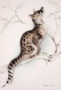 THOMPSON Ralph 1913-2009,study of a small spotted genet,Charterhouse GB 2023-07-06