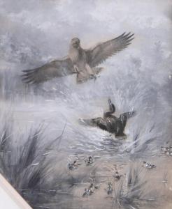 THOMPSON SETON Earnest,Falcon being chased away by a mother duck,Burstow and Hewett 2016-05-25