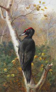THORBURN Archibald 1860-1935,A Black Woodpecker in woodland,Bonhams GB 2014-01-22