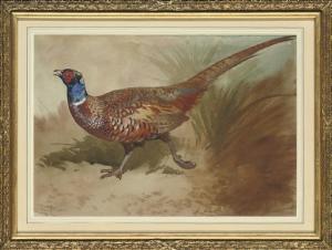 THORBURN Archibald 1860-1935,A cock pheasant,Christie's GB 2007-11-07