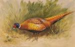THORBURN Archibald 1860-1935,A foraging pheasant,1913,Dreweatt-Neate GB 2012-10-02