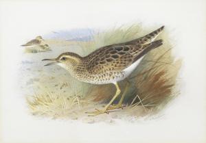 THORBURN Archibald 1860-1935,Bartram's Plover,Bonhams GB 2017-03-01