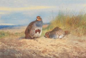 THORBURN Archibald 1860-1935,English Partridges,1917,Bonhams GB 2024-03-20