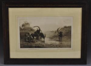 THORBURN Archibald,Gemsbok at the Watering Hole,Bamfords Auctioneers and Valuers 2018-08-15