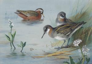 THORBURN Archibald 1860-1935,Grey and red-necked phalaropes,1925,Christie's GB 2012-12-13