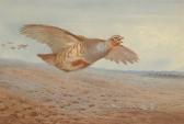 THORBURN Archibald 1860-1935,Grey partridge in flight,Bonhams GB 2005-11-30