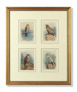 THORBURN Archibald 1860-1935,Kite; White-Tailed Eagle; Buzzard; Gyr Falcon,Bonhams GB 2024-03-20