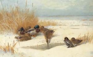 THORBURN Archibald 1860-1935,Mallard and Teal in the snow,1906,Christie's GB 2003-10-30