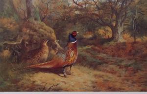 THORBURN Archibald 1860-1935,Pheasant in woodland,Keys GB 2018-09-21