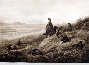 THORBURN Archibald 1860-1935,Scottish Grouse in a Highland Landsca,1911,Rowley Fine Art Auctioneers 2013-02-19
