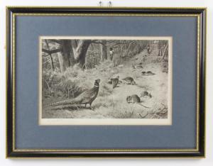 THORBURN Archibald 1860-1935,study of pheasants,Denhams GB 2019-04-10