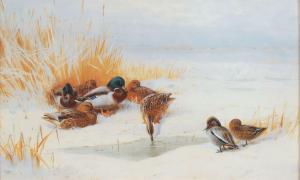 THORBURN Archibald 1860-1935,WINTER DUCKS,Ross's Auctioneers and values IE 2024-03-20