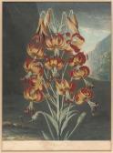 THORNTON Robert John, Dr. 1768-1837,Large Flowering Sensitive Plant,Christie's GB 2007-09-25