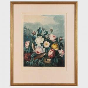 THORNTON Robert John, Dr. 1768-1837,Roses,1805,Stair Galleries US 2024-01-23