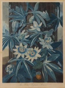 THORNTON Robert John, Dr. 1768-1837,Six Plates, from The Temple of Flora,1802,Bonhams GB 2023-06-23