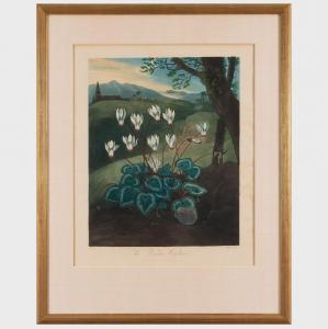 THORNTON Robert John, Dr. 1768-1837,The Persian Cyclamen; and The Oblique-leaved Be,Stair Galleries 2024-01-23