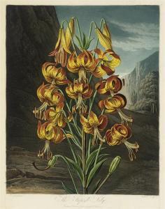 THORNTON Robert John, Dr. 1768-1837,The Superb Lily, by Earlom,1799,Christie's GB 2008-09-24