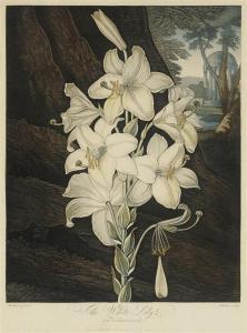 THORNTON Robert John, Dr.,The White Lily, with variegated-leaves,1800,Christie's 2008-09-24