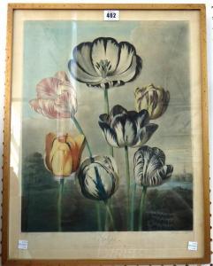 THORNTON Robert John, Dr. 1768-1837,Tulips,Bellmans Fine Art Auctioneers GB 2014-08-08