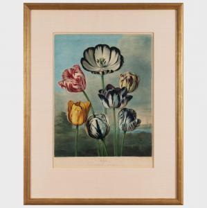 THORNTON Robert John, Dr. 1768-1837,Tulips,1798,Stair Galleries US 2024-01-23