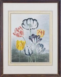 THORNTON Robert John, Dr. 1768-1837,Tulips, from Temple of Flora,Christie's GB 2009-06-16