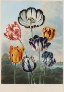 THORNTON Robert John, Dr. 1768-1837,Tulips, from The Temple of Flora,1798,Bonhams GB 2024-01-19