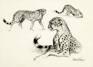 TIMYN William 1903-1990,Cheetah Studies,Zofingen CH 2018-11-22