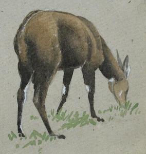 TINNE Esme Dorothea 1899-1985,Studyof a Muntjac Deer watercolour 14 x 13cm Study,Cheffins 2008-09-24