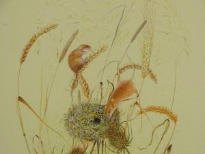 TODD H.,Feeding harvest mice at their nest,1975,Burstow and Hewett GB 2018-01-25