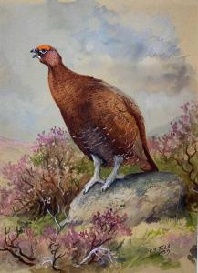 TODD Stanley 1923-2004,a calling red grouse perched on a rock,1959,Keys GB 2023-04-12