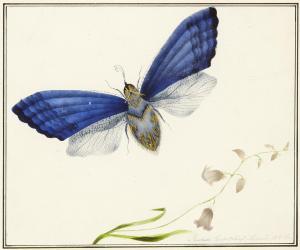 TOLSTOY PETROVICH Fedor 1783-1873,A butterfly,1817,Uppsala Auction SE 2009-06-02