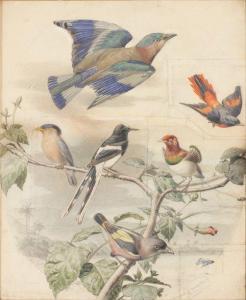 TRAVIES Edouard 1809-1870,Composition aux oiseaux exotiques,Europ Auction FR 2010-09-22