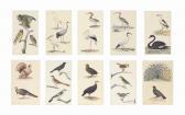 TRAVIES Edouard 1809-1870,Studies of European birds,Christie's GB 2017-01-24