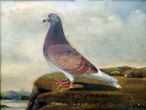 TREFETHEN Jessie Bryan 1882-1978,N  British Portrait of a Racing Pigeon,Rowley Fine Art Auctioneers 2007-02-20