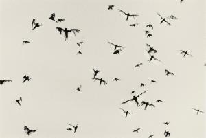 TRENT PARKE 1971,Plague of Flying Foxes,2004,Christie's GB 2011-05-17