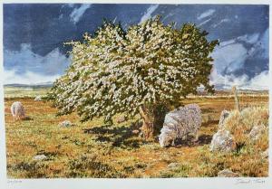 TRESS DAVID 1955,Welsh landscape with sheep,Rogers Jones & Co GB 2022-07-16