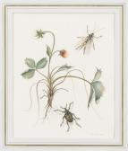 TSCHUDI ERWIN 1900-1900,Erdbeerpflanze mit zwei Insekten,1961,Dobiaschofsky CH 2010-11-10