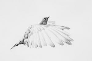 TUNLEY John 1949,Pigeon in Flight,2007,Bloomsbury London GB 2012-11-23
