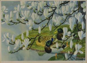 TUNNICLIFFE Charles Frederick 1901-1979,Mallards under a flowering magnolia tree,Mallams 2015-07-08