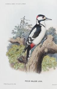 TURNBULL WILLIAM PATERSON,The Birds of East Lothian and a Portion of the Adj,Bonhams GB 2015-10-14